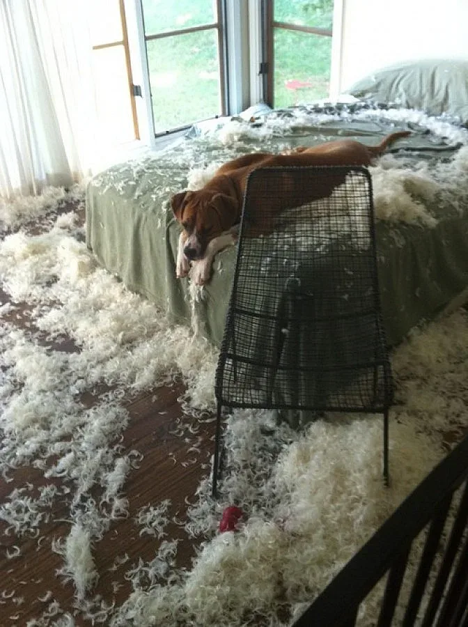 Сайт за кучета изобличава пакостите им