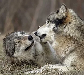 Глутница вълци напада овцете в село Поляна  