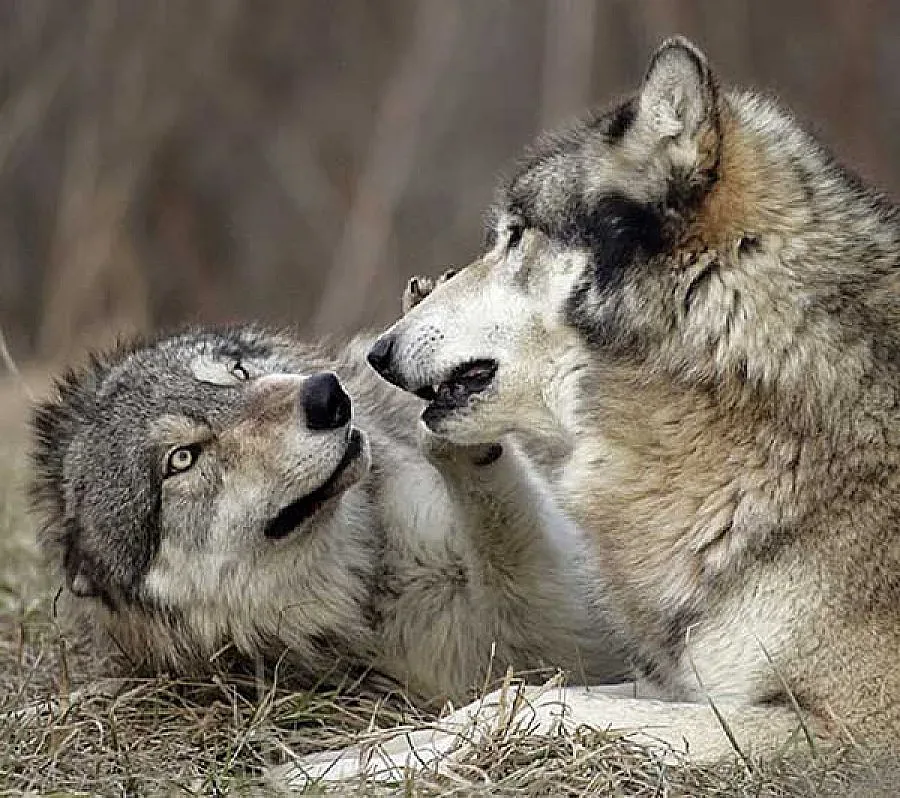 Глутница вълци напада овцете в село Поляна