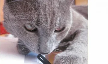 Симеон нахапа кабела на Дянков