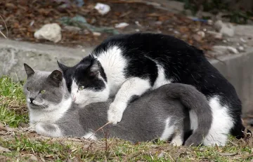 Американка намерена мъртва сред 50 котки