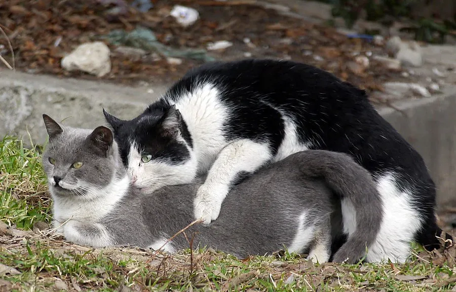 Американка намерена мъртва сред 50 котки