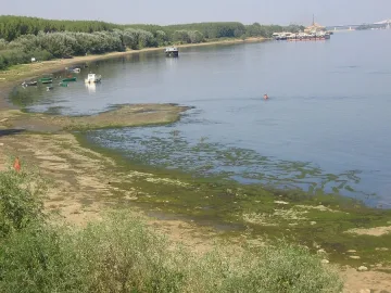 Дунав при Видин заприлича на зеленясало блато