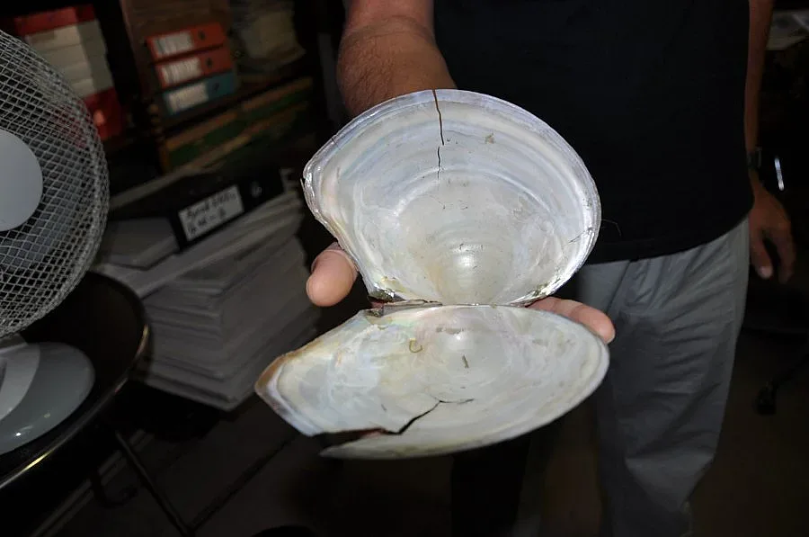 Откриха гигантски миди в Дунав