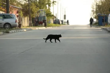 Монаси: Чукането на дърво е грях