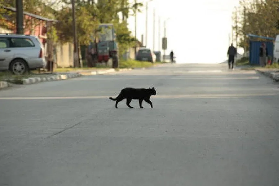 Монаси: Чукането на дърво е грях