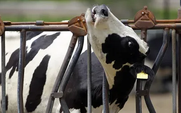 Хранят кравите с бонбони