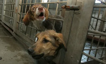 Масово изтребват кучета в София