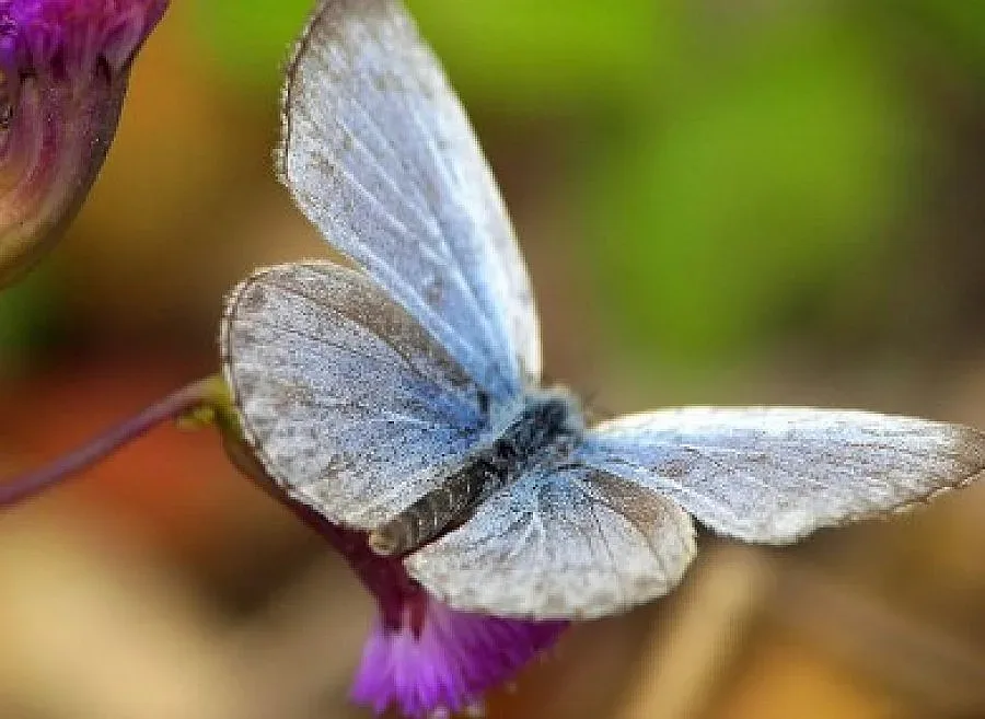 Пеперуди-мутанти летят край Фукушима