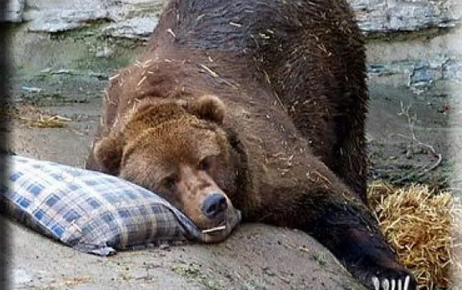 Мечки изпиха 100 бири и потрошиха хижа