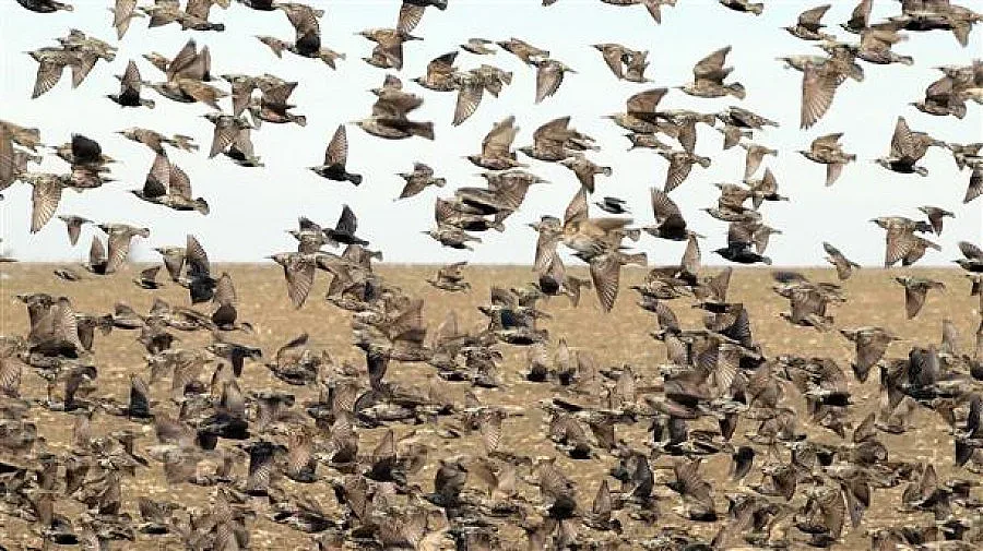 Бос от "Фиат" гърми яребици до Харманли