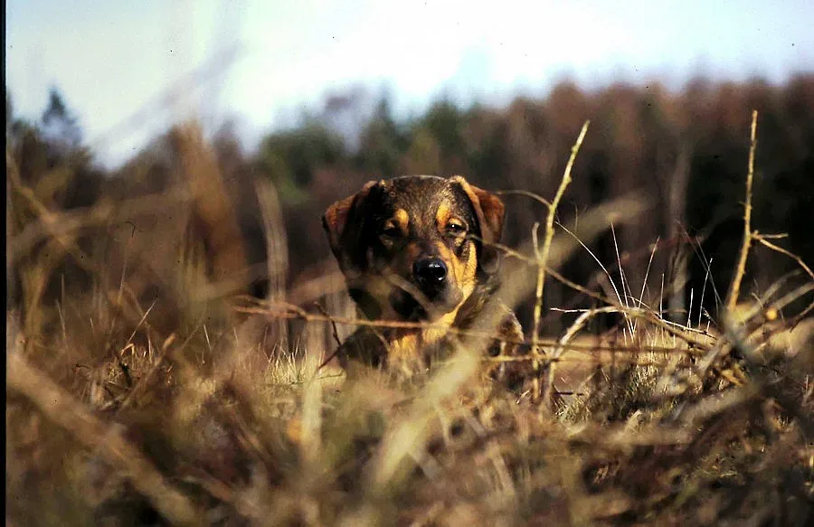 Откриват лова с половин тон бира