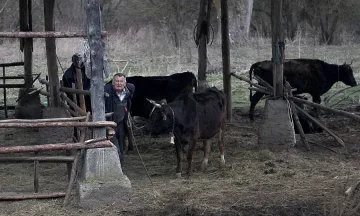 Засилват контрола по границата заради болест по свинете