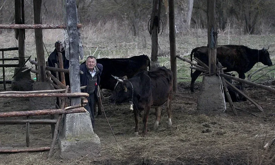 Засилват контрола по границата заради болест по свинете