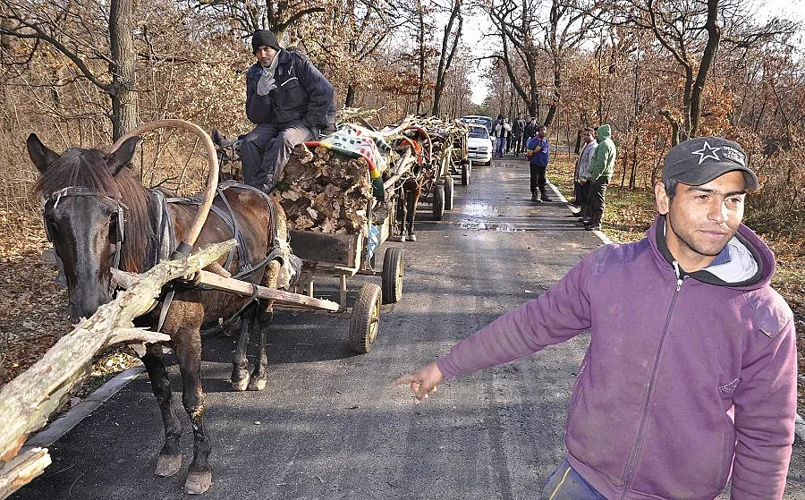 Кмет забрани да се гледа повече от едно говедо