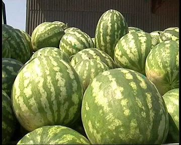 Младеж задигна 1 тон дини