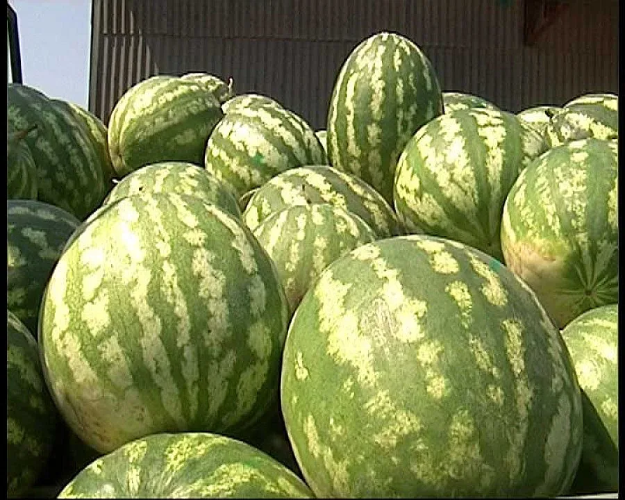 Младеж задигна 1 тон дини