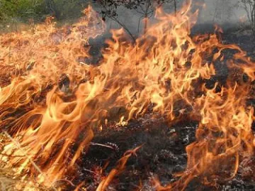 Пожар обхвана 700 дка, пълзи към къщите на с. Сокол