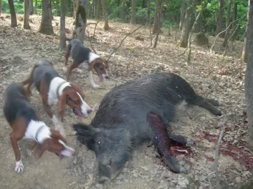 Бракониери убивали свине с копия и шишове