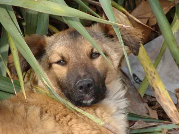 Две жени нахапани от помияри