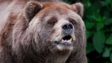 Мечка уби три овце