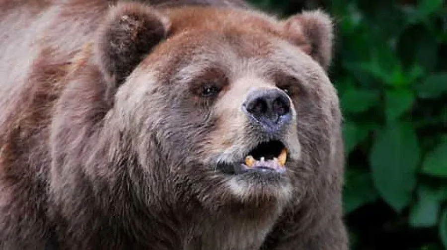 Мечка уби три овце