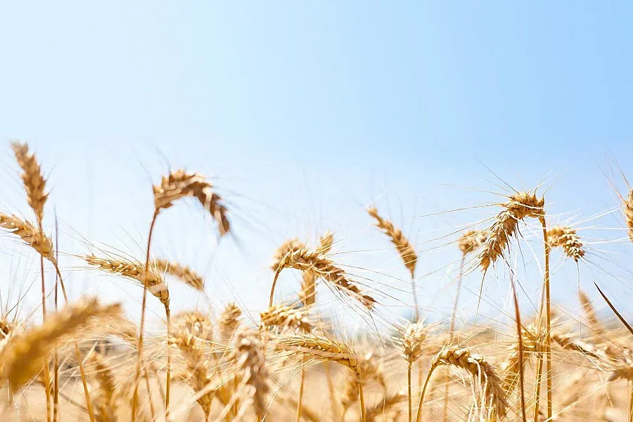 Правят Консултативен съвет за зърното