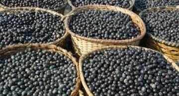Прибираме с бусове пишман берачите на боровинки