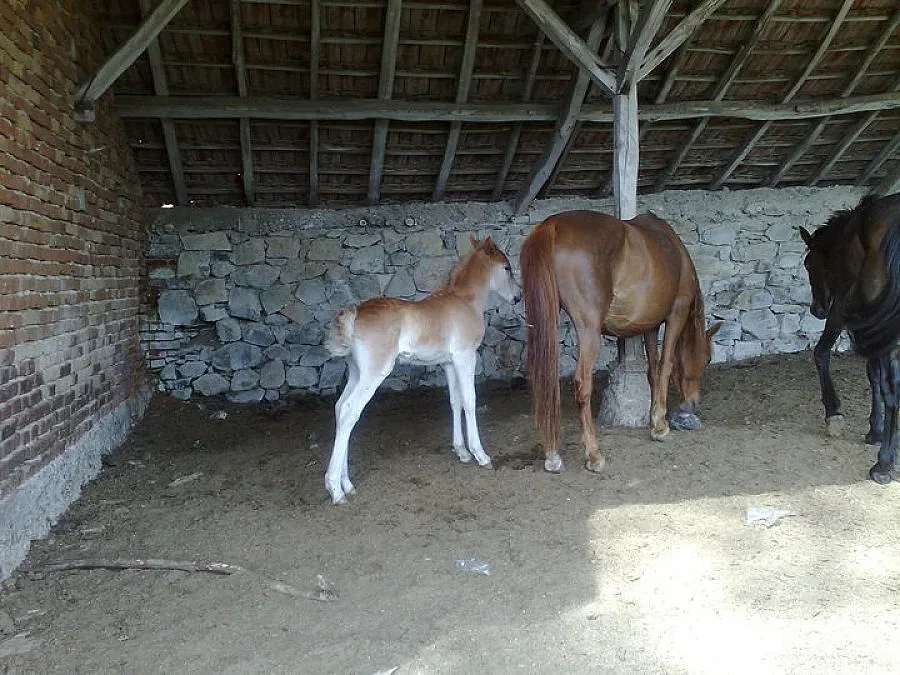 Стоичков спаси Дон Цеци от вълк