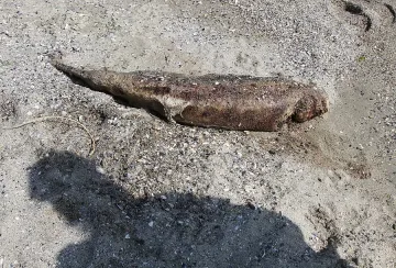 Морско течение убива делфините