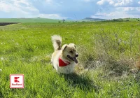 Отбелязваме Деня на кучето с подкрепа за стотици животни