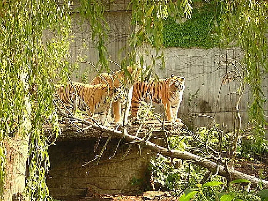 Международен ден на тигрите. Как хората почти заличиха най-големия вид котка?