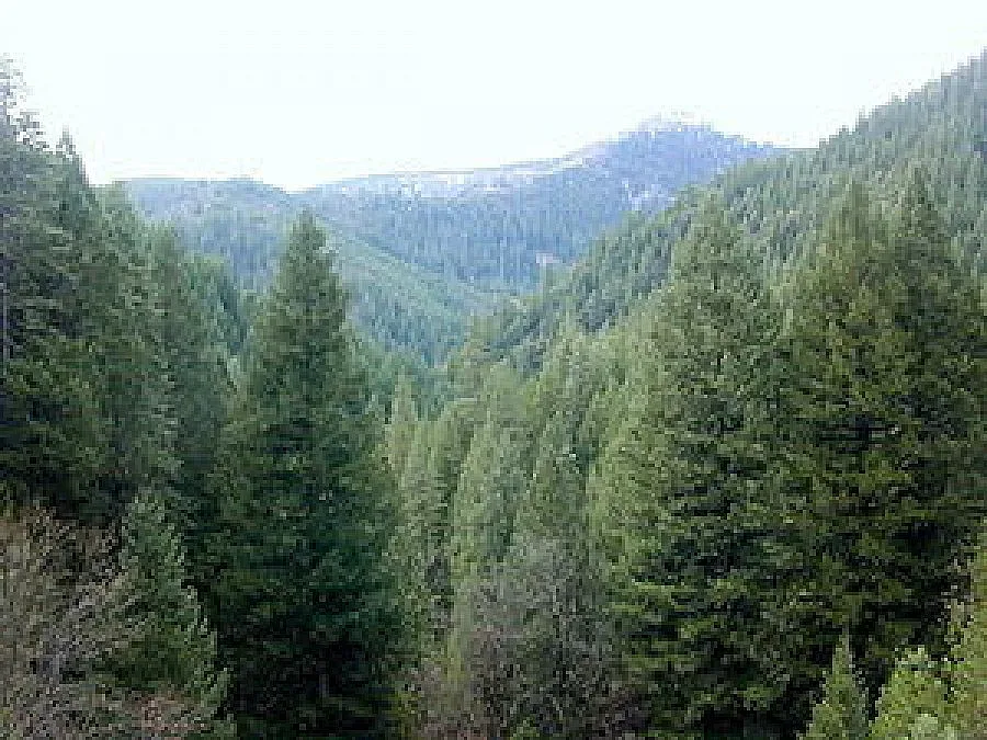 Девня променя правилата: Инвестиция за милиони ще опазва природата