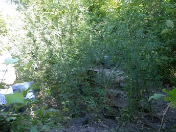 Шуменец си направи наркоплантация в гора