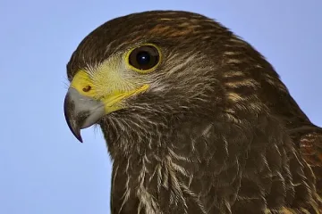 Откриха откраднатия ястреб на "Уимбълдън"