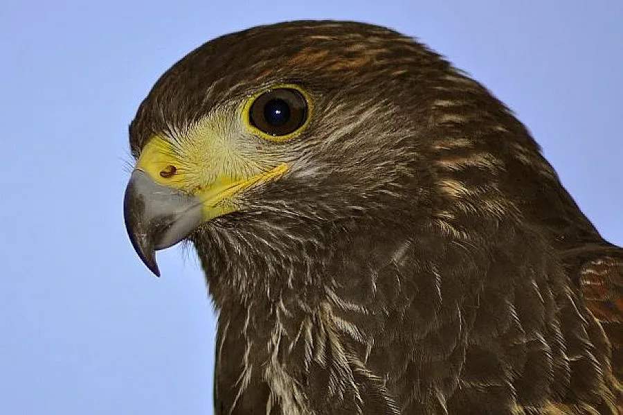 Откриха откраднатия ястреб на "Уимбълдън"