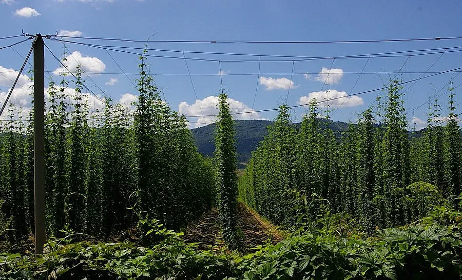 Немци напират за хмела на Велинград