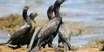 Отрязаха човките на 100 птици