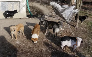 Фалшиво кастрирани кучета се размножават в София