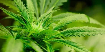 Правителството на Уругвай поема търговията с марихуана