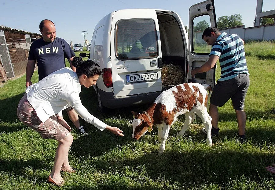 Телето Станишко стана съсед на Борко