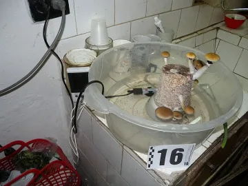 Спипаха наркопласьори, въдили халюциногенни гъби