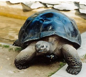 Костенурки се "разведоха" след 115 години