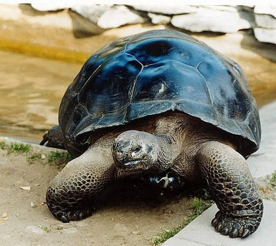 Костенурки се "разведоха" след 115 години