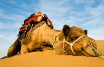 Терористи дават 10 камили срещу инфо за Обама