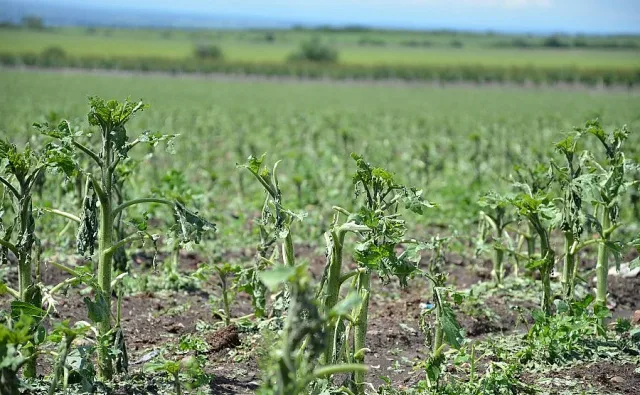 Сериозен проблем в Югозападна България. Хората са притеснени 
