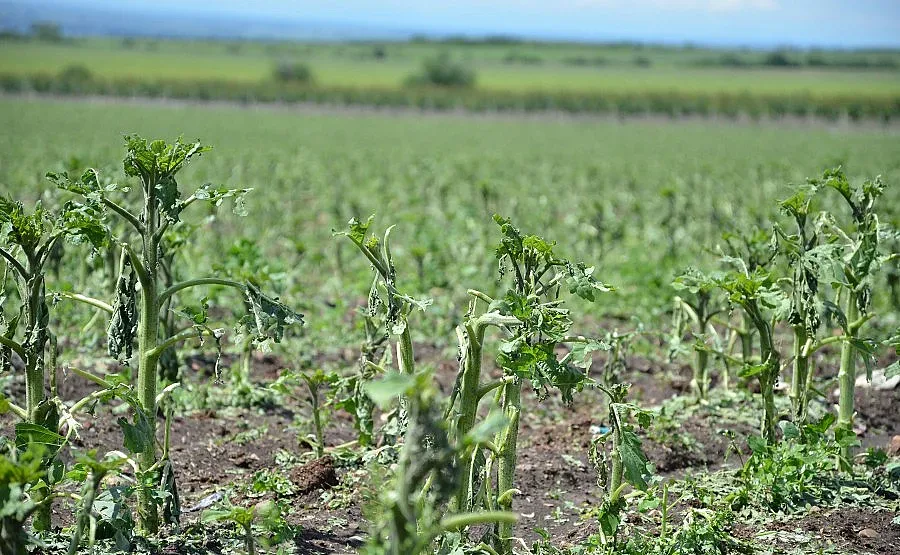 Сериозен проблем в Югозападна България. Хората са притеснени