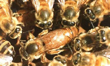 Вирус от кърлежи мори пчелите