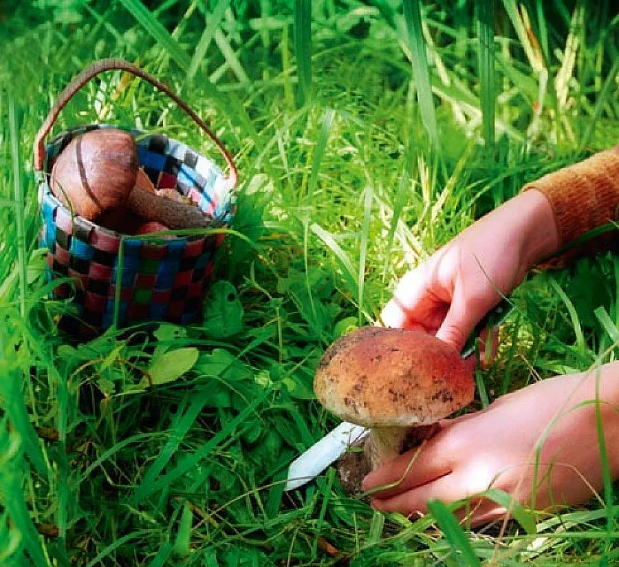 Гъбар загуби детето си в гората