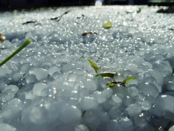 Градушка като лешник унищожи реколтата в Црънча